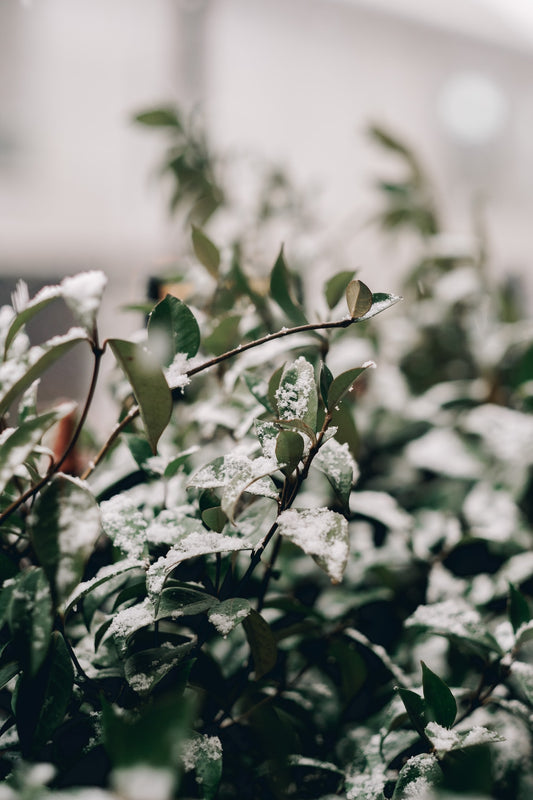 How do I prepare my houseplants for winter?