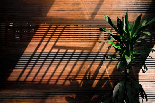 How much light do my houseplants need?