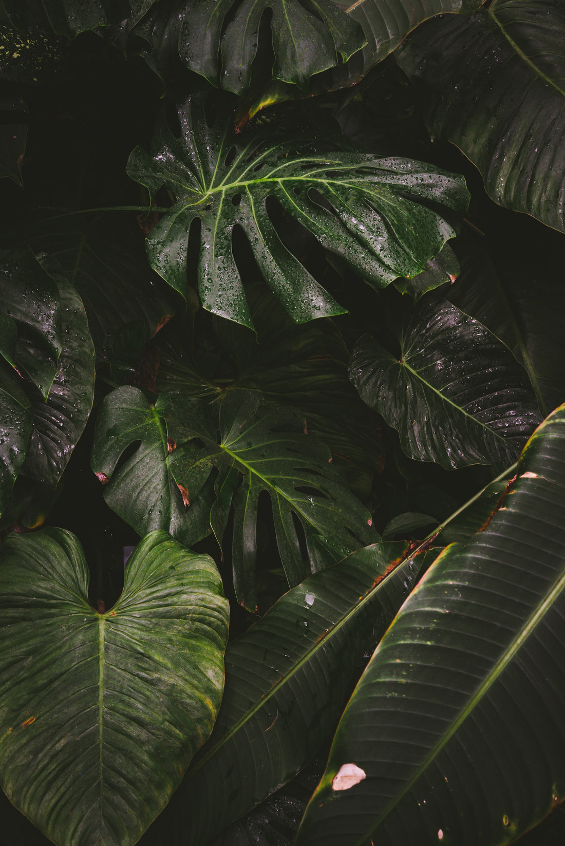How do I make sure the humidity is right for my houseplants?