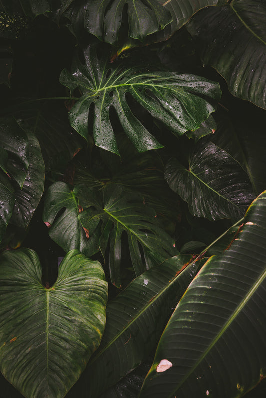 How do I make sure the humidity is right for my houseplants?